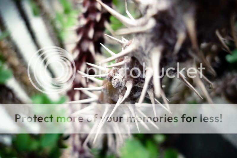 topic về những hình ảnh chụp bằng điện thoại di động