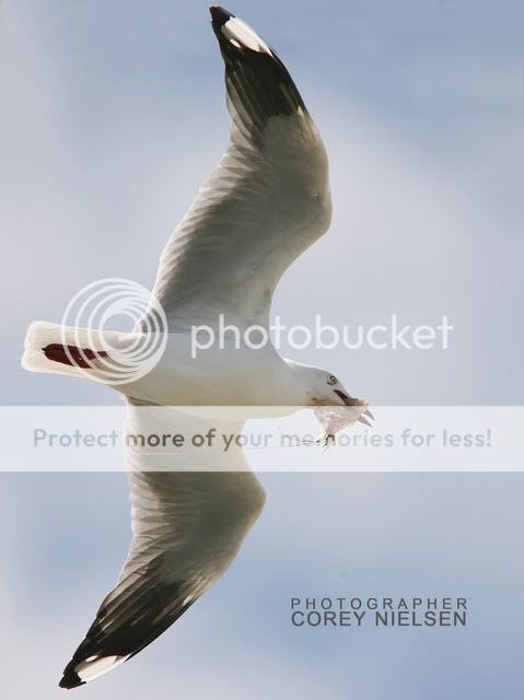 IMAGE: http://i970.photobucket.com/albums/ae184/DRF71N/Seagull.jpg