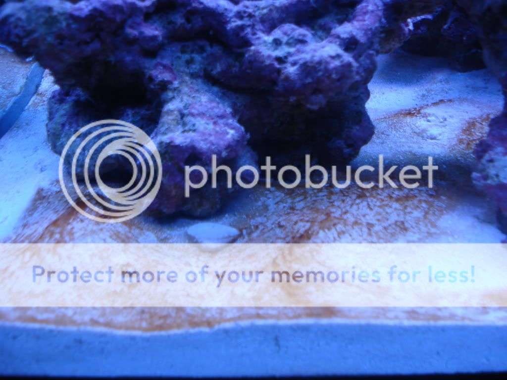 Giving Up on this Hobby......Red Slime Algae Won't Go Away Reef