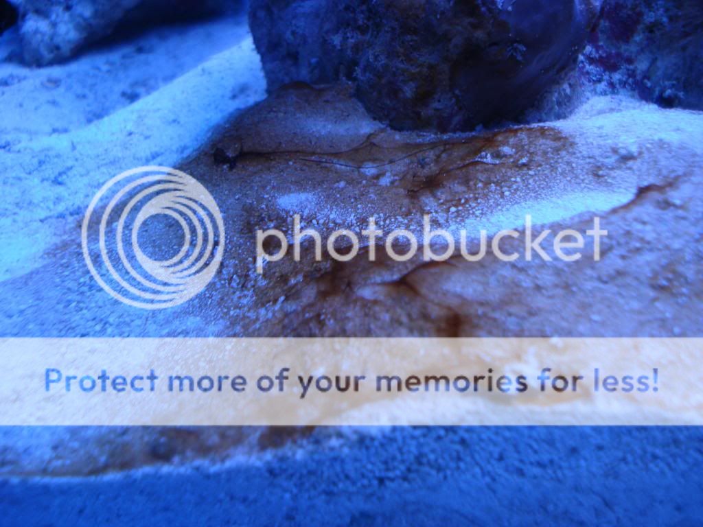 Giving Up on this Hobby......Red Slime Algae Won't Go Away Reef