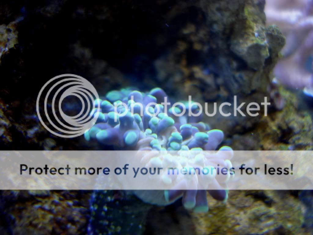 Seriously, what is up with my hammer coral? Picture inside General