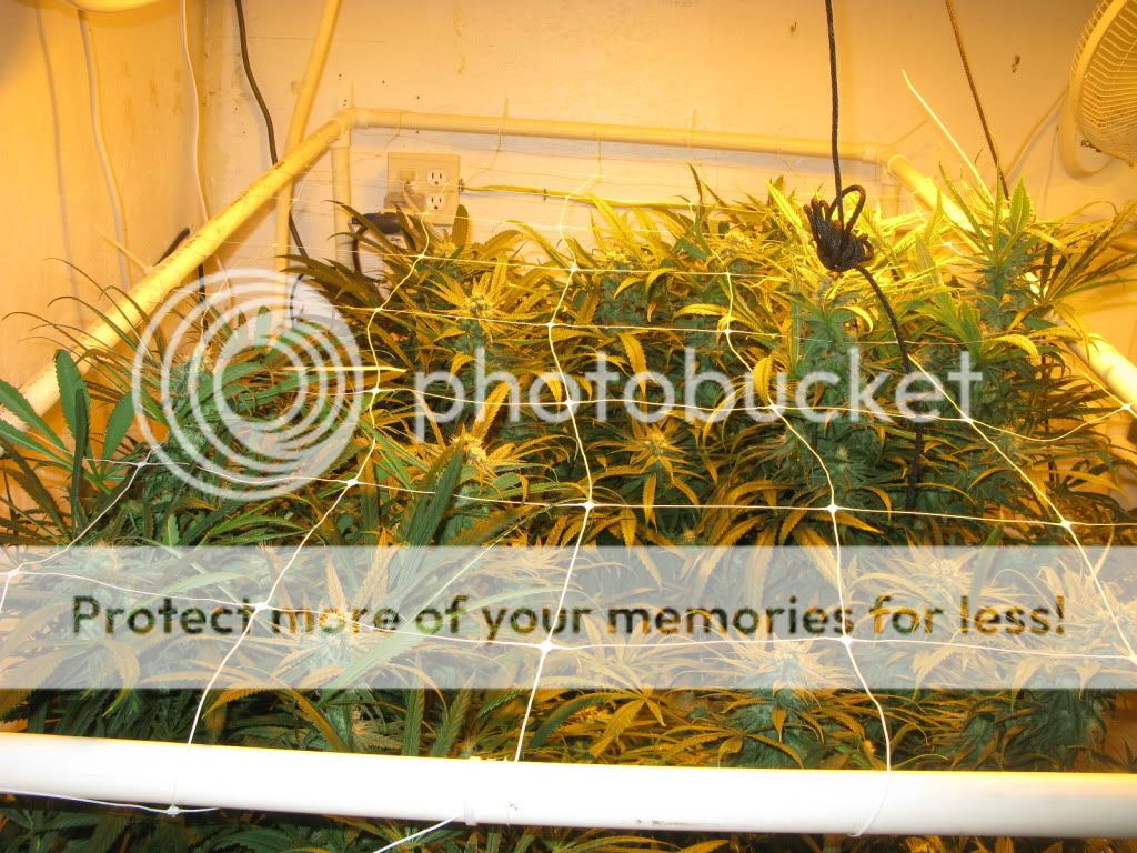 Blue Dream Page 23 Rollitup