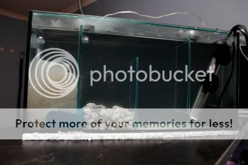 5 Gallon Tank Betta Divider Tank With Sump Filter?? Help Setup 75612