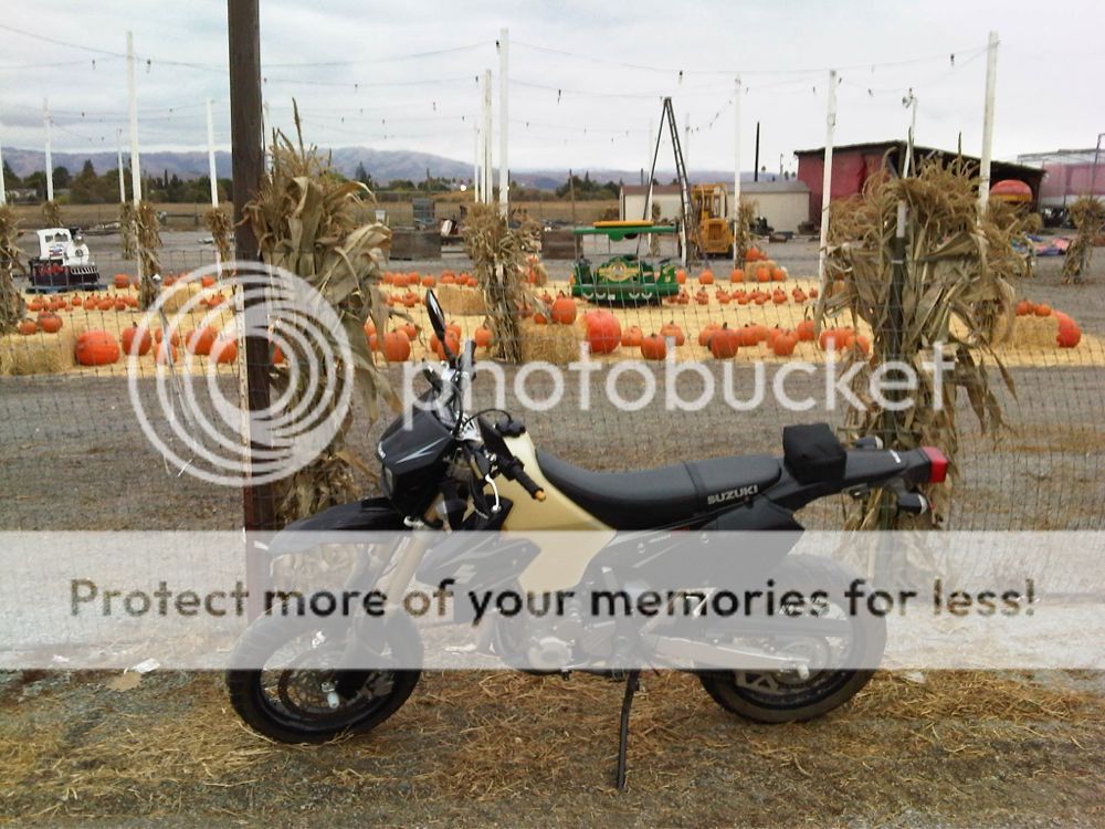 pumpkinpatch_zpsa8c40a9d.jpg