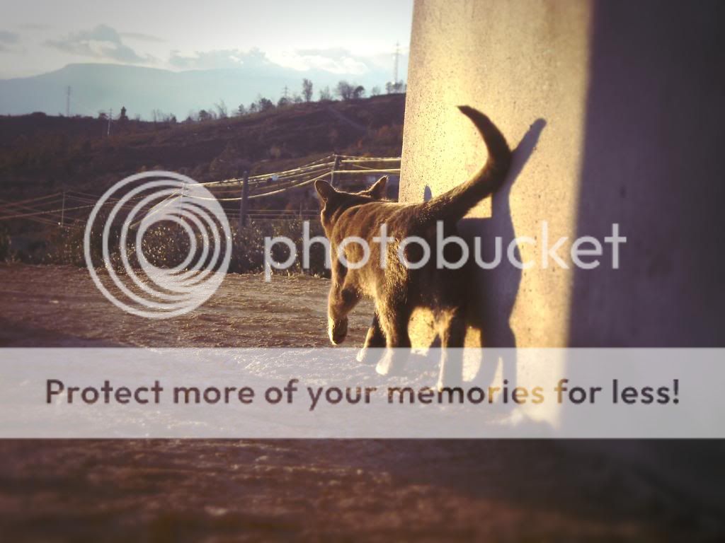 Photo Gallery 3# - Dm23 Chiquita