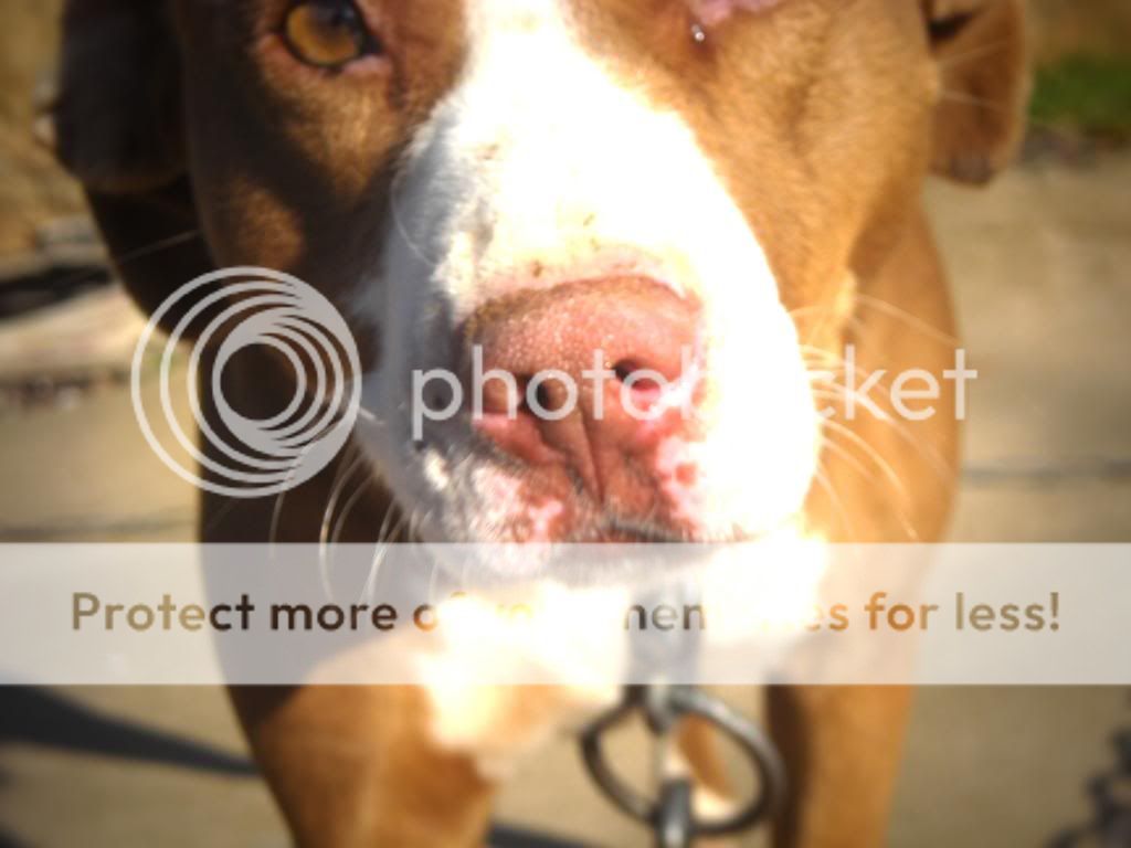 Photo Gallery 3# - Dm23 Tish