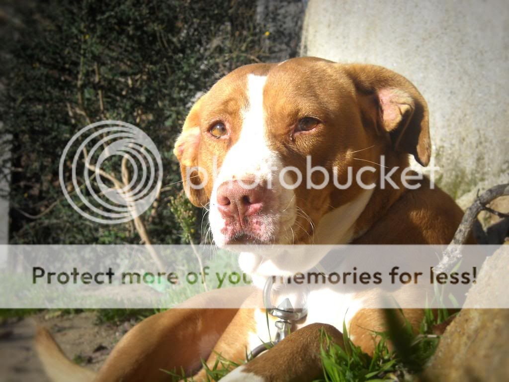 Photo Gallery 3# - Dm23 Tish3