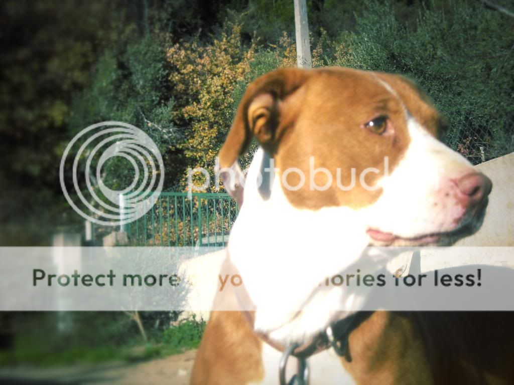 Photo Gallery 3# - Dm23 Tish4