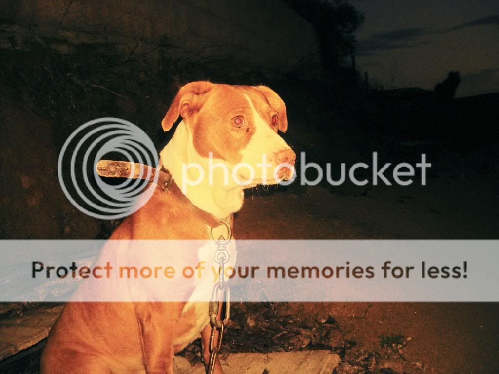 Photo Gallery 3# - Dm23 Tish5