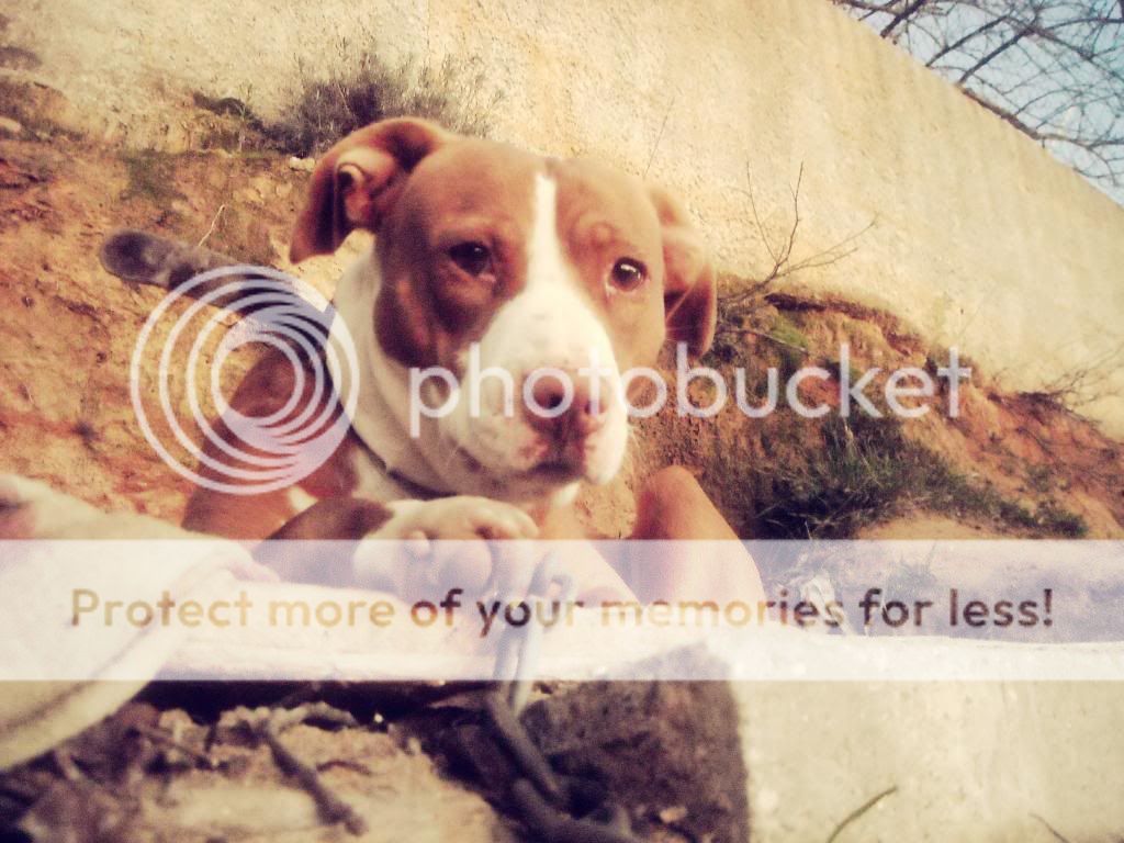 Photo Gallery 3# - Dm23 Tish6