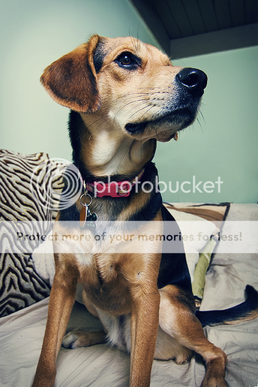 IMAGE: http://i970.photobucket.com/albums/ae189/danger_dane/Picture42.png