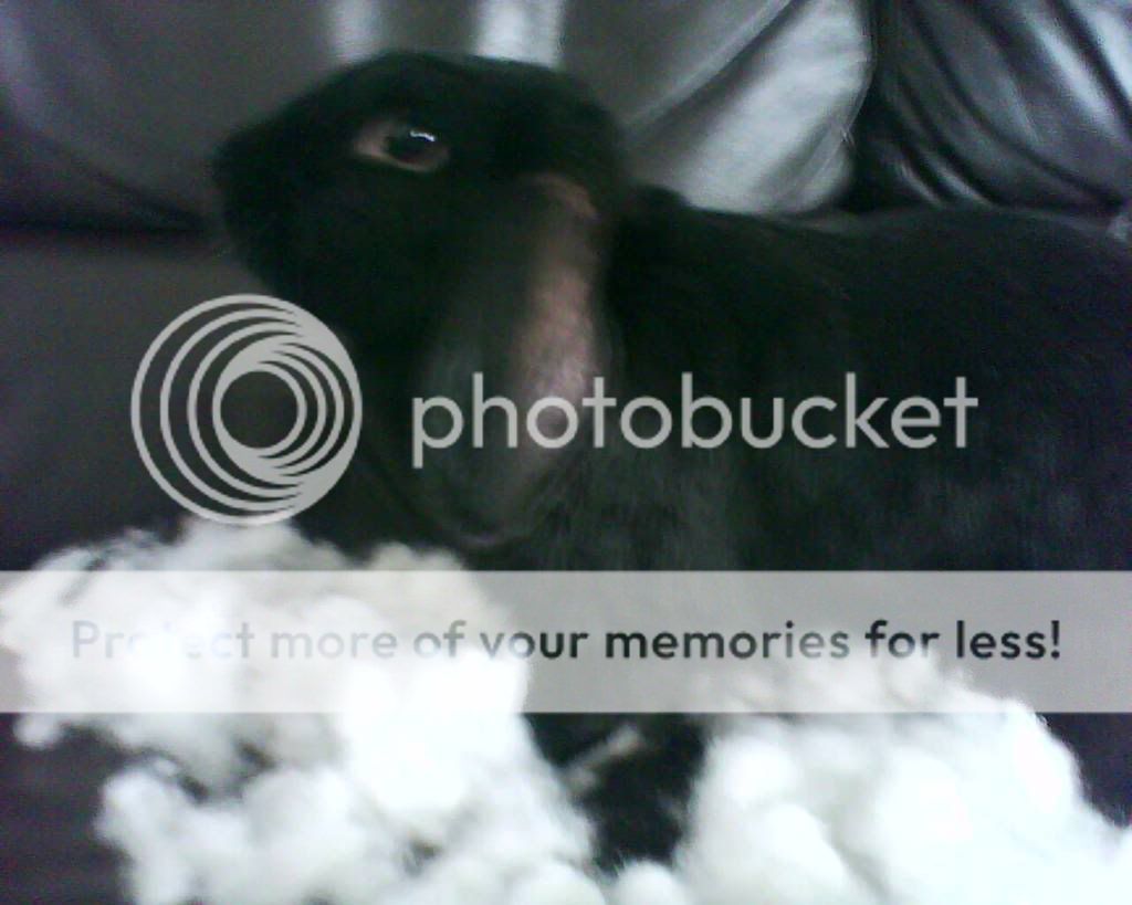 A story about a sofa, a naughty rabbit and a horrified mom. | Rabbits ...